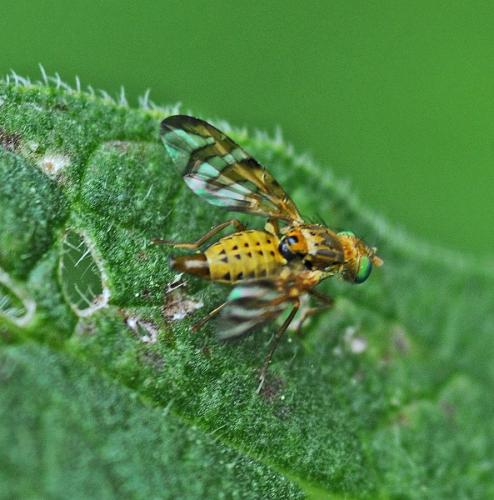 Réf. 329 310 : Chaetostomella cylindrica